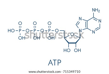 Adenosine triphosphate (ATP) molecule. Functions as neurotransmitter, RNA building block, energy transfer molecule, etc Skeletal formula. Royalty-Free Stock Photo #715349710