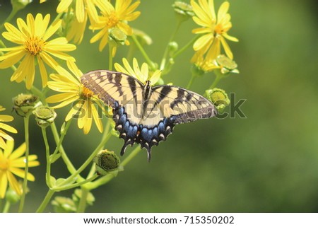 Eastern Swallowtail open wings 