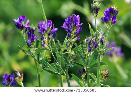 Blue flowers, stems and leaves of valuable forage crops of alfalfa Royalty-Free Stock Photo #715350583