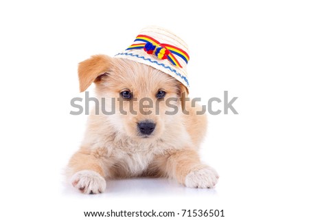 picture of a cute yellow stray dog wearing a romanian traditional hat