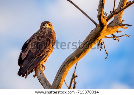 Steppe eagle or Aquila nipalensis sits on a tree