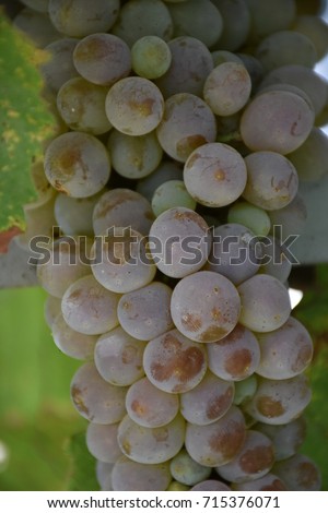 green grapes,