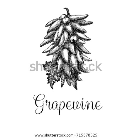 Hand drawn grapevine
