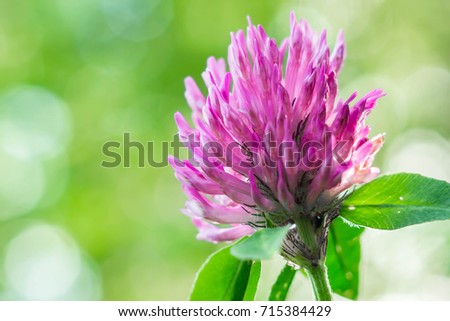 Pink clover flower on green background