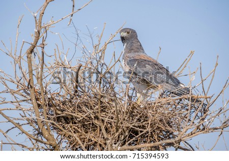 White-tailed Hawk taking care of his nest with cub