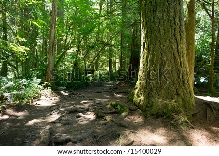Large Douglas Fir Tree: A large Douglas Fir tree stands beside the trail. Royalty-Free Stock Photo #715400029