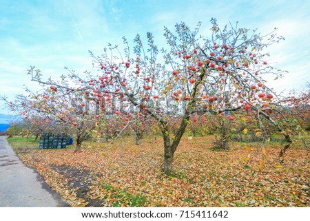 Apple tree in authumn or fall season.