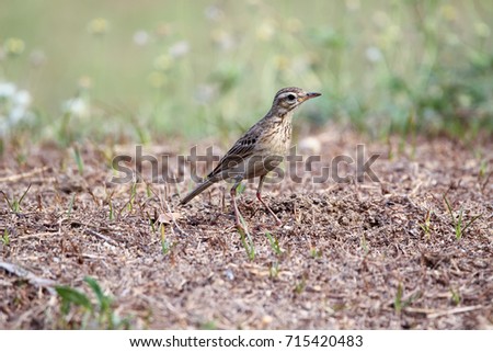 Red-throated Pipit, pipit bird is standing on the grassland with blurred flower background.
