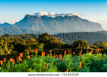 Big mountain with orange poppy in foreground