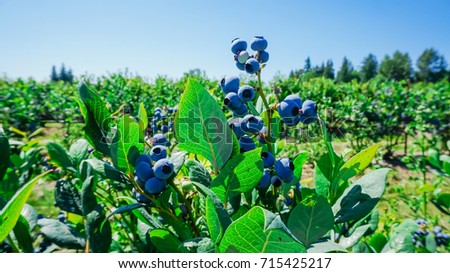 Group bush of a ripe and green blueberries on tree at organic farm in Burlington, Washington, USA. Soft and select focus. Blueberries harvest picking season background. Royalty-Free Stock Photo #715425217