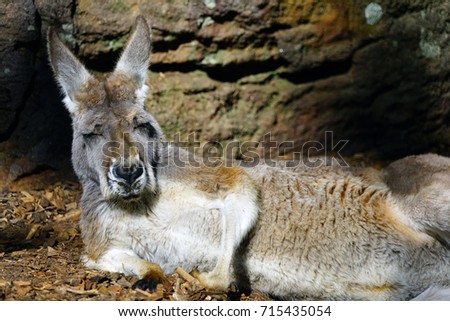 A grey kangaroo sleeping on the ground in Australia