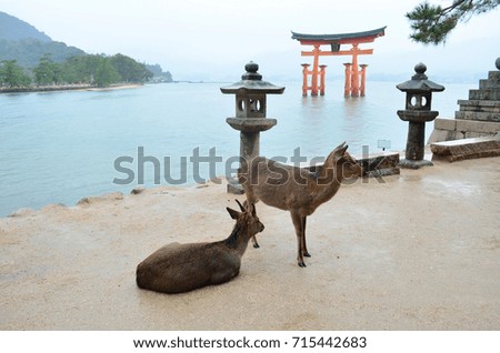 The deer of Miyajima Island in Hiroshima, Japan