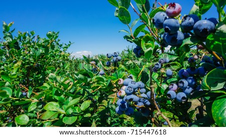 Blueberries farm in harvest season with bunch of ripe fruits on tree at Burlington, Washington, USA. Blueberry picking background. Royalty-Free Stock Photo #715447618