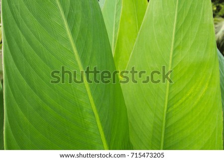 Leaf background Green, in phuket Thailand