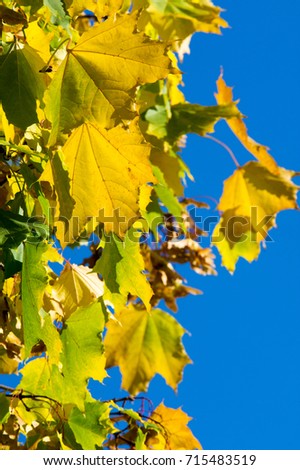 Bright autumn leaves in a natural environment. Autumn leaves of trees, yellow orange background. Abstract background of autumn leaves. Beautiful and bright autumn trees