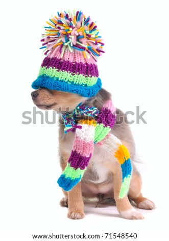 Blind (can't see), closed eyes concept. Dressed Chihuahua Puppy With Hat Pulled Over Eyes