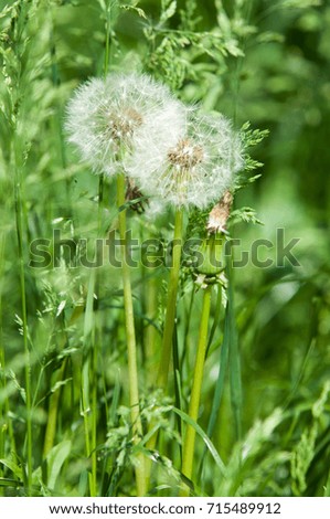 The photo is blurred Summer landscape with flowers. Seeds of dandelion. Dandelion seeds with rosette of leaves, globular heads of seeds with downy bundles and stems containing dairy latex.