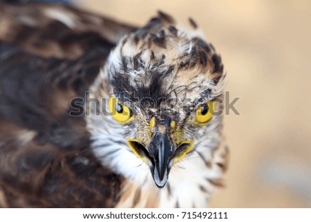 Close up Portrait Brown eagle with yellow beak shiny feathers over blur background