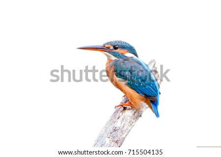 The common kingfisher (Alcedo atthis)the Eurasian kingfisher, and river kingfisher, is a small kingfisher with seven subspecies recognized within its wide distribution across Eurasia and North Africa. Royalty-Free Stock Photo #715504135