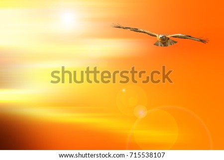 Flying bird. Bird of prey. Sunset sky nature background.