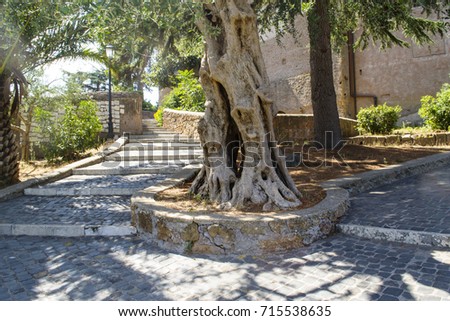 old olive tree at the  shrine of Our Lady of Divine Love is a Roman Catholic shrine