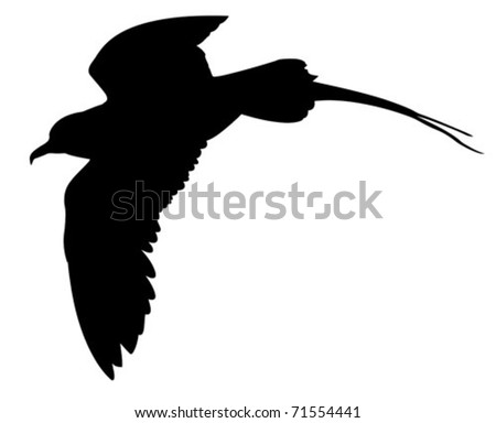 vector silhouette of the sea bird on white background