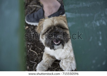 Shih Tzu on Ground Next to Owners Foot, Viewed Through Green Park Bench Seats
