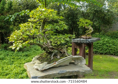 A picture from the part of the botanical garden, which is made in Japanese style. You can see the bonsai exhibition.