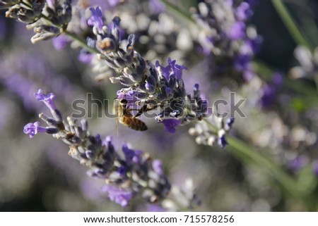 bee gathering pollen on lavender