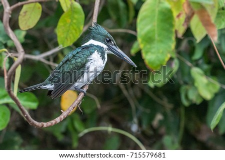 Giant Kingfisher (Megaceryle maxima) female with ruffled feathers
