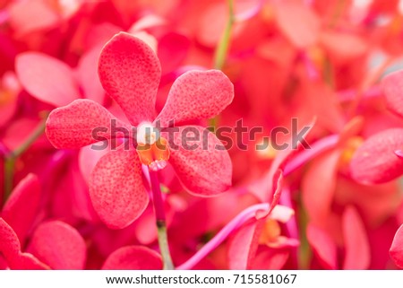 Colorful red orchid flower pattern.selective focus with blur abstract background.
