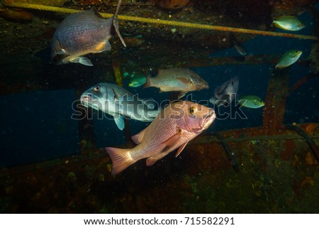 A fish on a reef near Kot Tao island