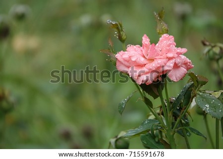 pink rose and buds and raindrops, sparkling drops
