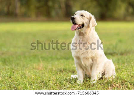 Beauty Golden retriever dog in the park Royalty-Free Stock Photo #715606345
