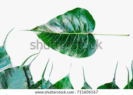 leaves from the Bodhi tree  Isolated on white background , Trees planted in  Thai temples. (also known as bo leave)