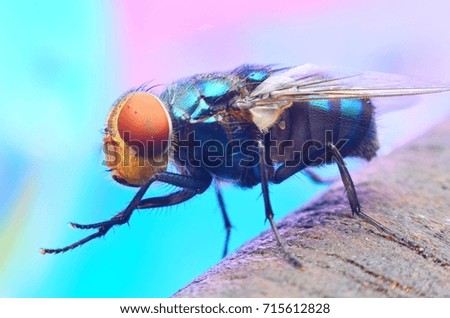 Diptera Fly Insect in nature.