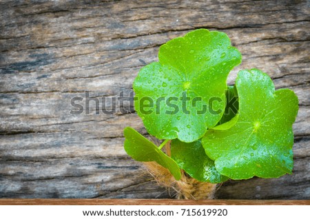 pennywort  born on old tree, nature stock photo,select focus
