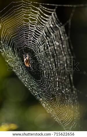 dwarf spider web