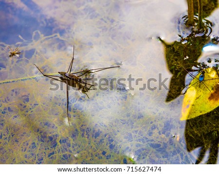  Macro photography of common water strider  -  pond skater in vivid colors