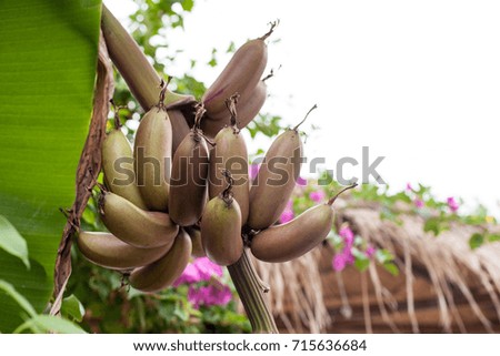 Growing of red bananas on the background of palm leave