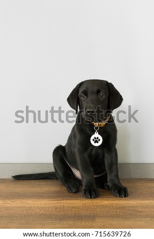 Black labrador retriever puppy, 5 months old, sitting in front of the wall