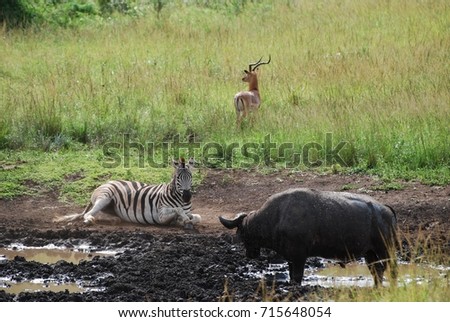 A zebra taking a mud bath to get rid of parasites