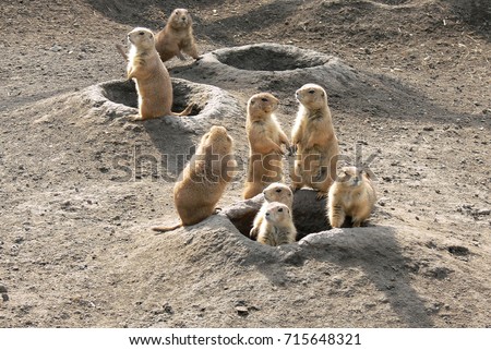 Prairie dogs out of their holes watching potential predators Royalty-Free Stock Photo #715648321