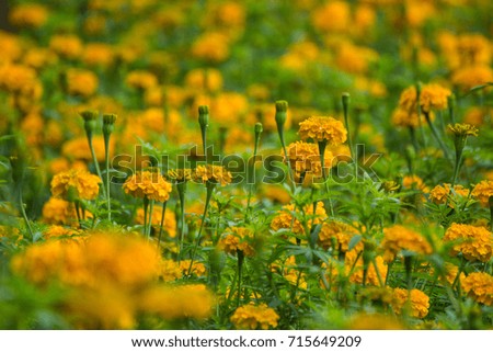 Yellow marigold flowers in the garden, Abstract soft blurred and soft focus.