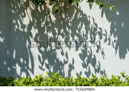 The shadow of the tree on the white wall.