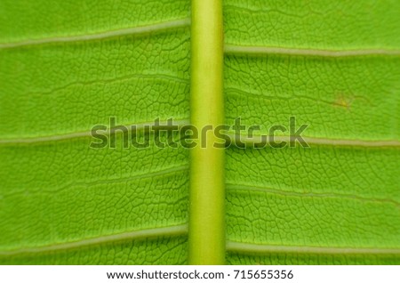 Leaf surface green.