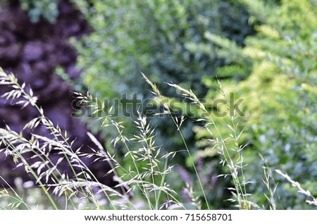 Blade of grass beside a hedge with a waterfall in the background. Focus is on the grass.  