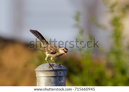 Juvenile northern mockingbird (Mimus polyglottos) protects its territory.