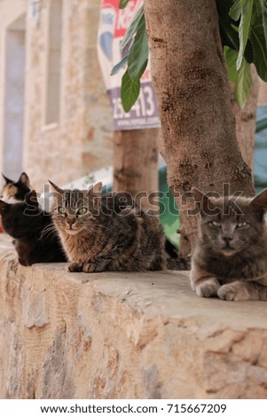 grumpy cats on a stone wall