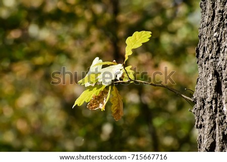 Early autumn in the botanical garden. Under the canopy of trees. Blurred background